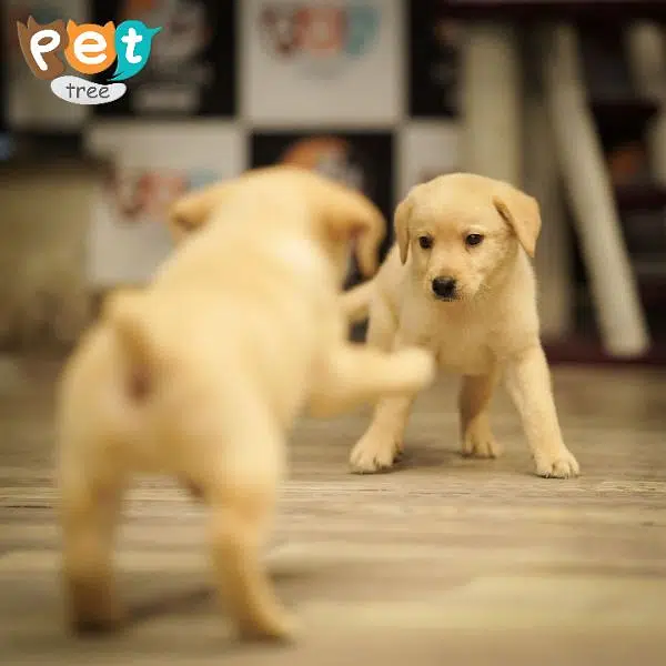 High Quality Labrador Puppies — photo 6