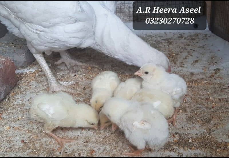 Heera Aseel Egg 850 / Heera Aseel chick's 2500 6