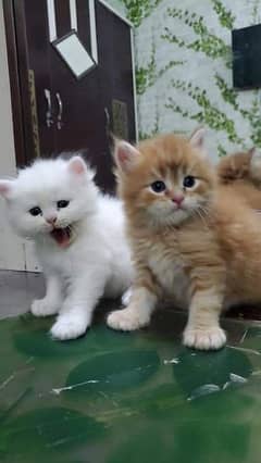 Adorable KitteN