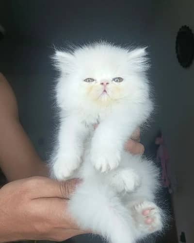 Beautiful high Quailty Peki Peke piki face kitten For New home cat ...