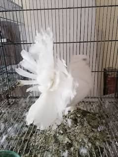 Fantail