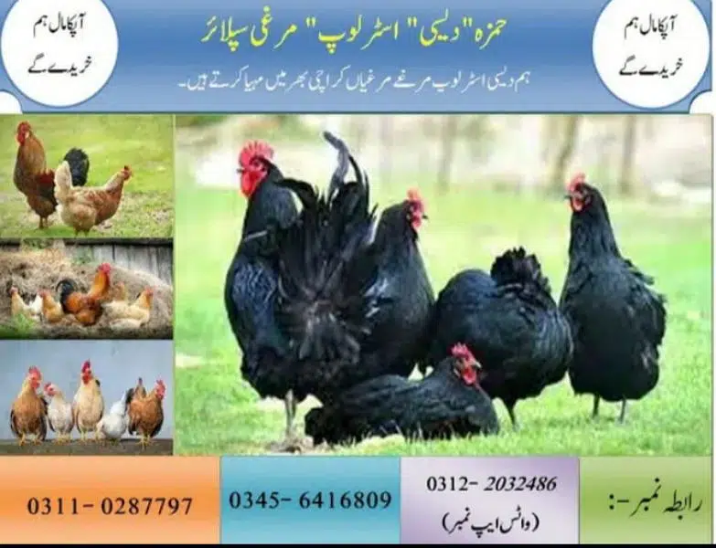 Golden Misri|Hens|Chicks|lohman|Murgiyan|مرغیاں|austerlop/egg laying — photo 2