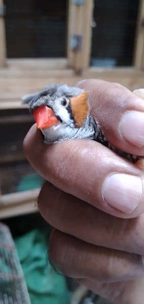 cruated zebra finches