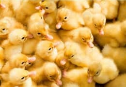 Duck chicks available in Gujranwala 03086918773