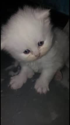semepuch