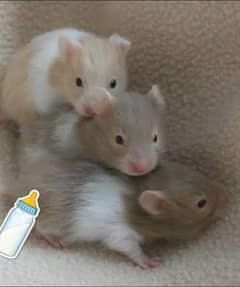 Long haired Hamster Babies