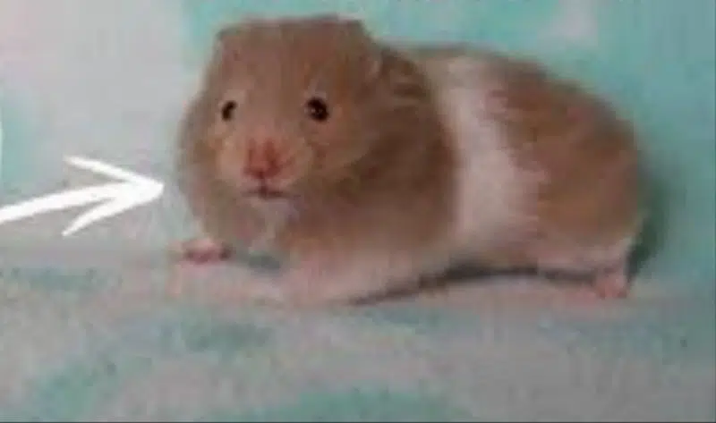 Long haired Hamster Babies — photo 3