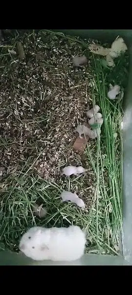 Long haired Hamster Babies — photo 6