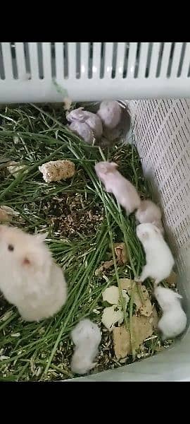 Long haired Hamster Babies