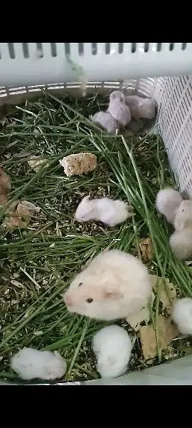 Long haired Hamster Babies — photo 4