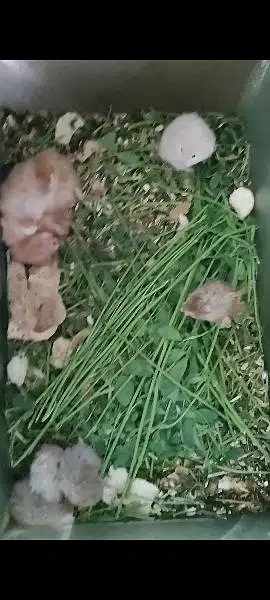 Long haired Hamster Babies — photo 2