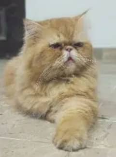 piki cat stud available (0-31-23-33-19-02)
