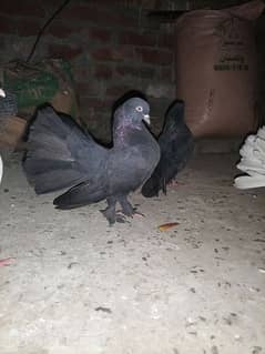 Lkka