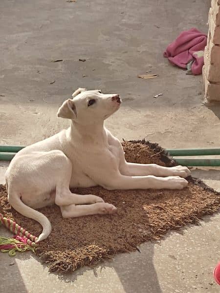 Mix Breed Dog - up for sale 1