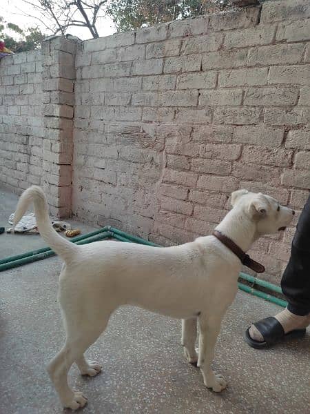 Mix Breed Dog - up for sale 4