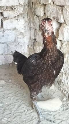 thi black eyes hen