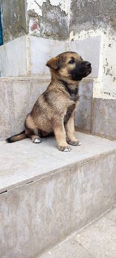 Alsatian
