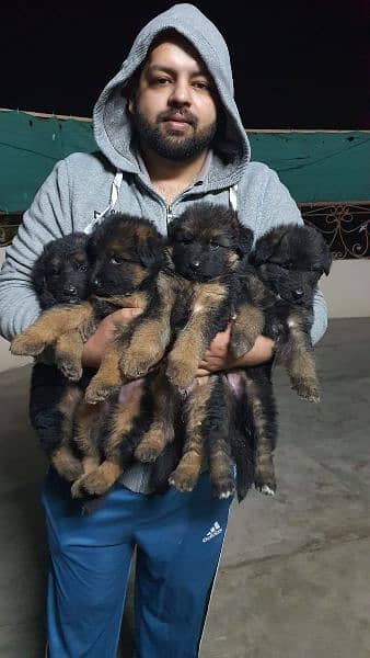 2 male puppies 55k each
