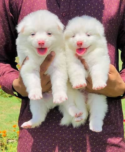 russian puppy avail cargo avail all over pakistan