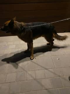 German Shepard double coat