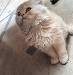 Persian