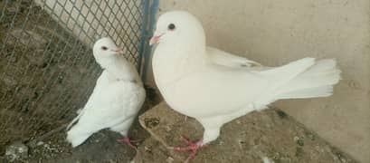 King pigeon for sale