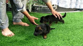 gsd