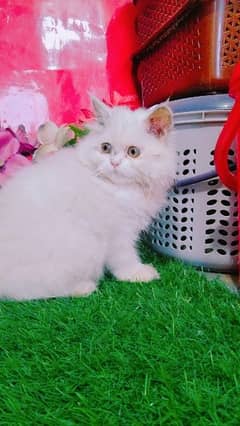 Persian