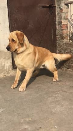 Labrador male