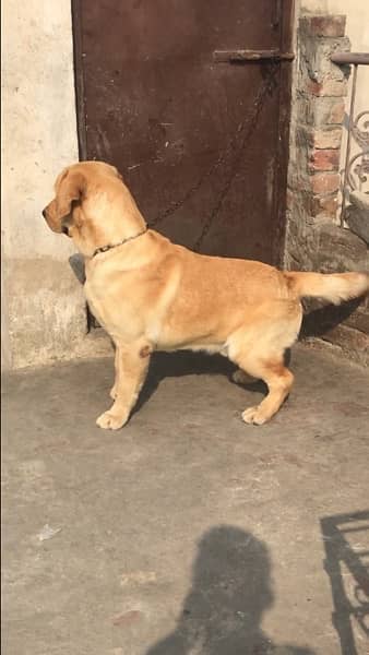 Labrador male 3