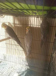 cockatiel