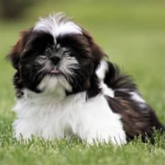 shihtzu