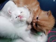 Persian