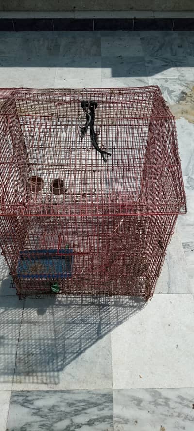 Best Quality Cage Pingara