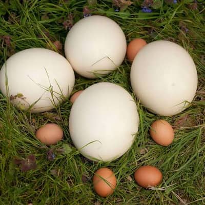 ostrich eggs for sale