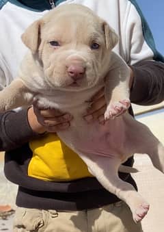 Pitbull