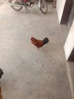 murga dsi goldan ha