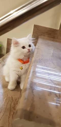 persian