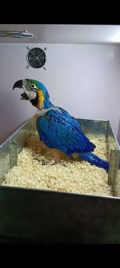 M.