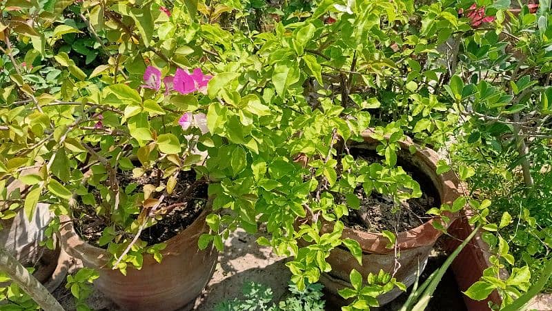 small concreat kiyari with plants 3