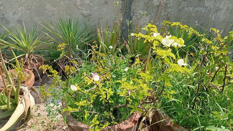 small concreat kiyari with plants 6