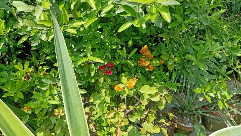 small concreat kiyari with plants 7