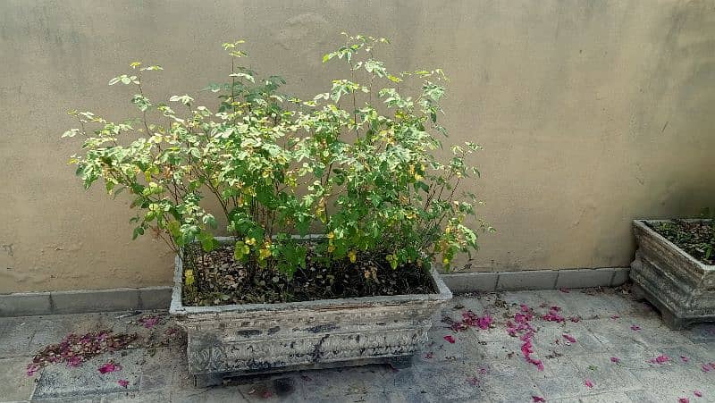 small concreat kiyari with plants 10