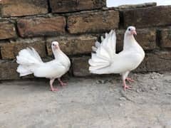 Kabootar