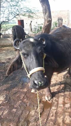 machhiana