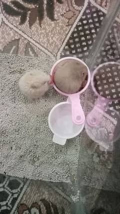 HAMSTER