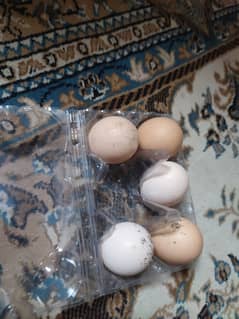 Shamos hen eggs 