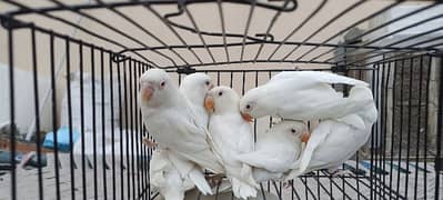 Albino