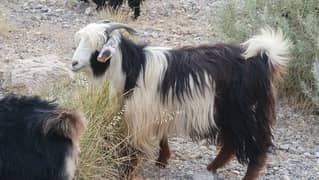 Khurassani Breed Goats And Sheeps Available For (Ramadan)