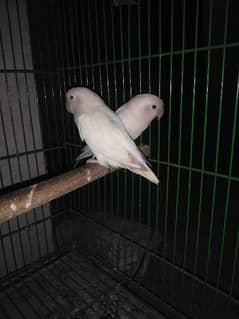 albino love birds